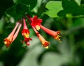 A tiny green bee flys to flower