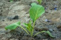 Tiny green cabbage plant growing in the garden Royalty Free Stock Photo