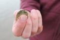 Tiny green crab Royalty Free Stock Photo