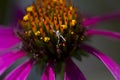 Tiny Green Crab Spider on Purple Coneflower Royalty Free Stock Photo