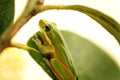 Tiny Green Frog In Macro Royalty Free Stock Photo