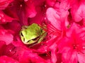 A green garden frog on red azalea flowers Royalty Free Stock Photo