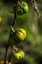 Tiny green gourds on the vine Royalty Free Stock Photo