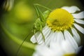 Tiny green grasshoper sitting on the blooming white daisy flowe