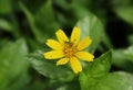 A tiny green grasshopper with a black stripe on the body is resting on the yellow flower Royalty Free Stock Photo