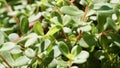 Tiny green leafed ground cover plant.