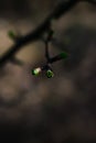 Tiny,green leafes on a small branch. Royalty Free Stock Photo