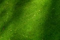 Tiny green leaves of aquatic plants covering a pond, as a nature background Royalty Free Stock Photo