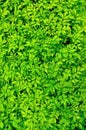 Tiny Green leaves background. Royalty Free Stock Photo