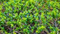 Tiny green leaves background. Natural pattern Royalty Free Stock Photo