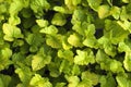 Tiny green leaves background. Royalty Free Stock Photo