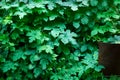Tiny green leaves background. Royalty Free Stock Photo