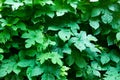 Tiny green leaves background. Royalty Free Stock Photo