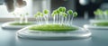 Tiny green lifeforms grow in a clear dish, under scientific observation, representing biological advancement. Royalty Free Stock Photo