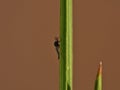 Tiny Green Midge