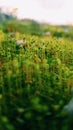 Tiny green moss macro closeup background texture Royalty Free Stock Photo
