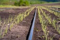 Tiny green onions sown in the field in early spring Royalty Free Stock Photo