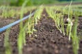 Tiny green onions sown in the field in early spring Royalty Free Stock Photo