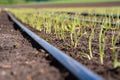 Tiny green onions sown in the field in early spring Royalty Free Stock Photo