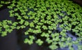 Tiny green plant in water