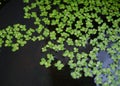 Tiny green plant in water