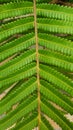 Tiny Green Plant Leaves Like Ornamental Plant