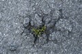 Tiny Green Plants Growing Out Of Asphalt 