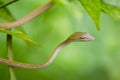 Green snake with blurred background