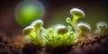 Tiny green sprout on a black soil with sun, panorama, AI Generated Royalty Free Stock Photo