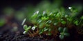 Tiny green sprout on a black soil with sun, panorama, AI Generated Royalty Free Stock Photo