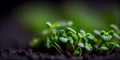 Tiny green sprout on a black soil with sun, panorama, AI Generated Royalty Free Stock Photo