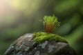Tiny green sprout emerges from moss covered rock in soft forest sunlight, AI Generated Royalty Free Stock Photo