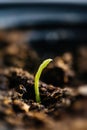 Tiny green sprout in soil Royalty Free Stock Photo