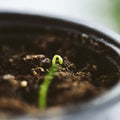 Tiny green sprout in soil Royalty Free Stock Photo