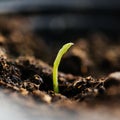 Tiny green sprout in soil Royalty Free Stock Photo