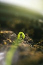 Tiny green sprout in soil Royalty Free Stock Photo