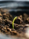 Tiny green sprout in soil GMO Royalty Free Stock Photo