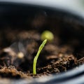 Tiny green sprout in soil gmo organic bio Royalty Free Stock Photo