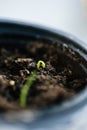 Tiny green sprout in soil Royalty Free Stock Photo