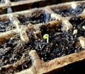 A tiny, green sprout unfurls from the soil Royalty Free Stock Photo