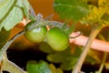 Tiny Green Cherry Tomatoes on Vine Royalty Free Stock Photo