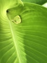 Tiny Green Tree Frog - Hyla cinerea on Elephant Ear Leaf Royalty Free Stock Photo