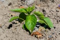 Tiny green verdant basil herb plant growing in the garden