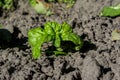 Tiny green verdant basil herb transplant growing in the garden