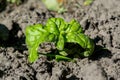 Tiny green verdant basil plant growing in the garden