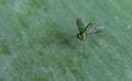 Tiny Green Winged Insect on a leaf Royalty Free Stock Photo
