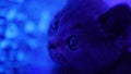 A tiny grey and blue kitten Cat, wide-eyed sits beside a mesmerizing glowing blue background