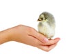 Tiny grey chicken on human palm