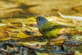 Tiny Grey-headed Canary-flycatcher soaking in water to drink and bathe