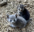 2 tiny grey kittens